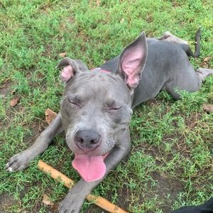 Meet your Posher, Holly